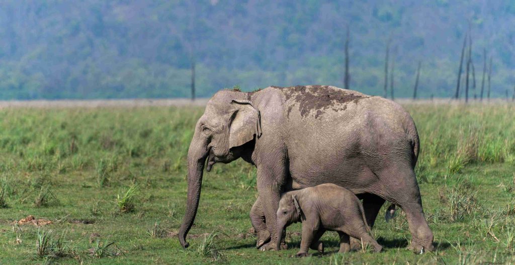 Jim Corbett National Park - b