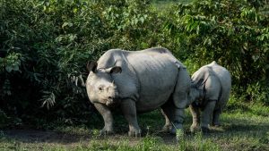 Kaziranga National Park Travel Vlog